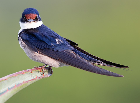 White-throated Swallow